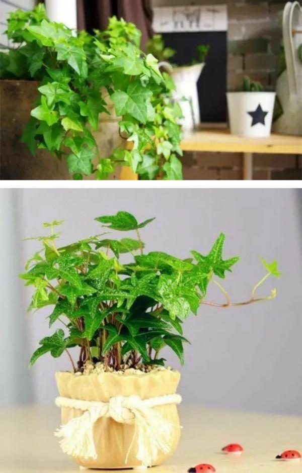 100種觀葉植物 | No.7 常春藤養護攻略