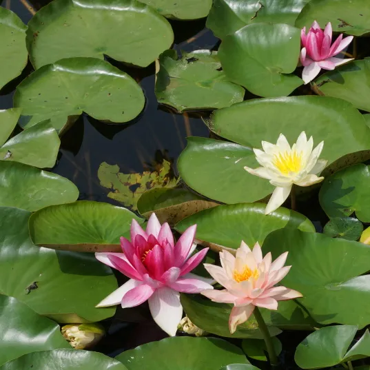 京城這個爆火的4A級景區，你打卡了嗎？快收下這份經典路線攻略，跟著走就行！