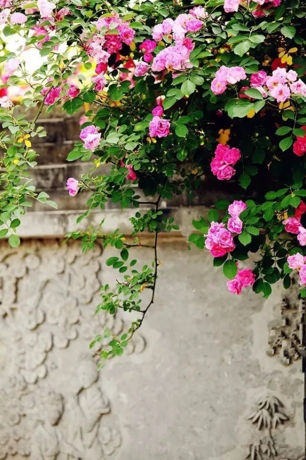 想要一個院子，安度餘生