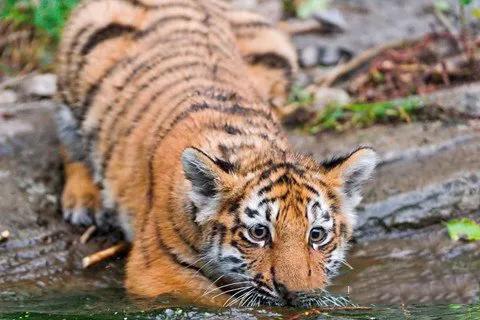 太極拳不能實戰,是我們都練錯了 太極拳不能實戰,是我們都練錯了