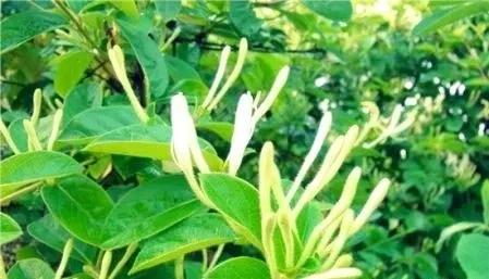 書房養盆金銀花，既有書氣，又有香氣，更有財氣