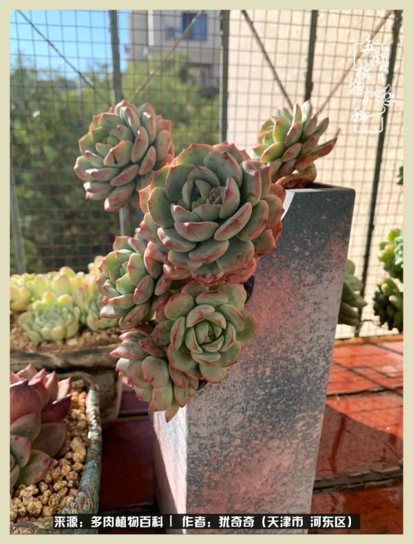 養多肉,累並快樂著!美好的事物,需要與大家分享 養多肉,累並快樂著!美好的事物,需要與大家分享