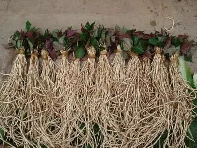 春節版蘆山話欣賞，看得懂的笑安逸