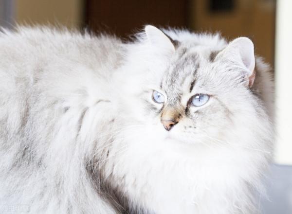 生物的壽命排名——最短暫與永生的生命