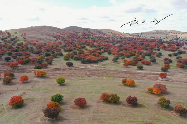 內蒙古興安盟“五角楓自然保護區”,秋景絕美,遊客:名不虛傳 內蒙古興安盟“五角楓自然保護區”,秋景絕美,遊客:名不虛傳