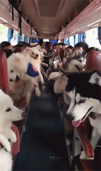 幾十只哈士奇出門旅遊是什麼狀態？