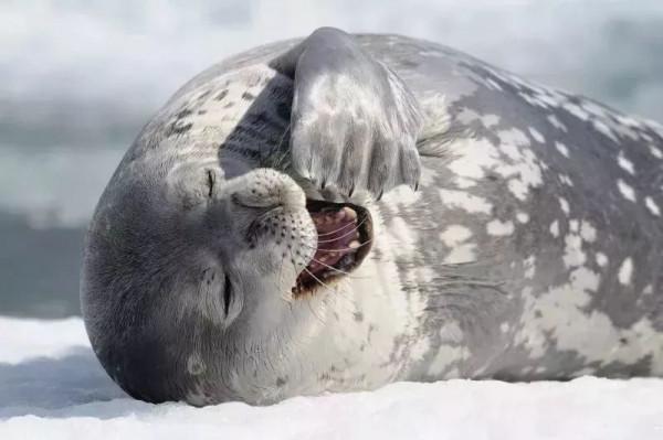 冰天雪地中生存的動物 冰天雪地中生存的動物