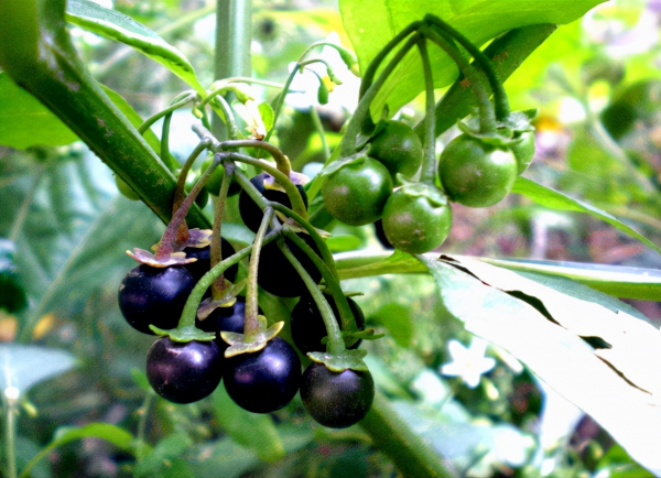 小時候常吃的9種“野果子”，現在還不認識？科普一下，滿是回憶