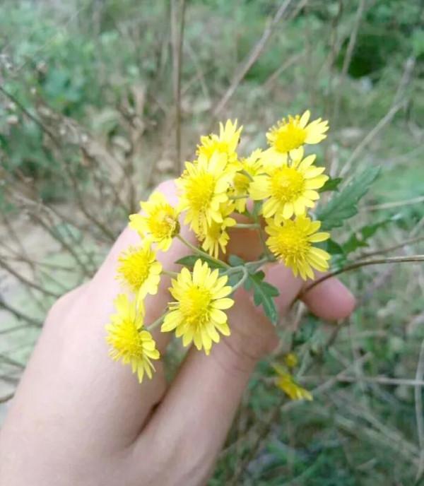 紅眼病不可怕，野菊花洗掉它