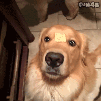 狗狗能有什麼壞心思，不過是想吃而已