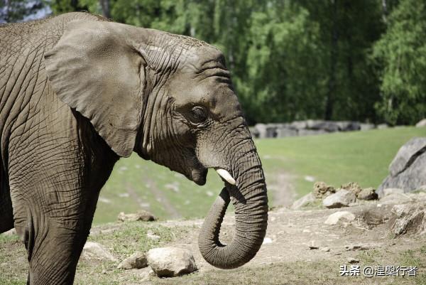 人類褪毛簡史 人類褪毛簡史