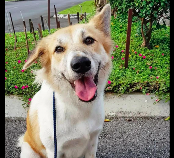 女士每次喂完流浪狗都被追,下定決心帶它回家後,才發現被套路了 女士每次喂完流浪狗都被追,下定決心帶它回家後,才發現被套路了