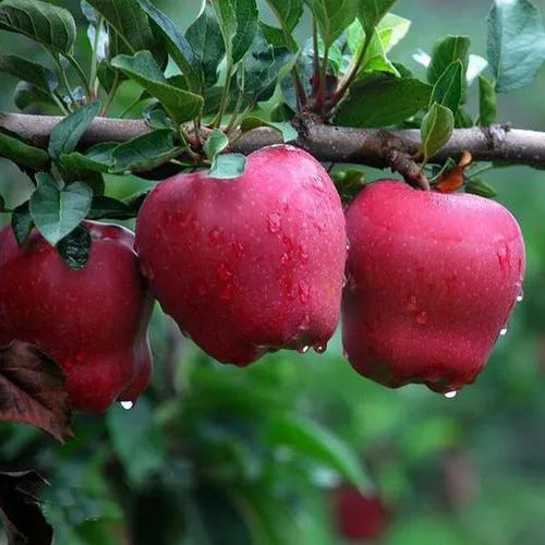 疫情才讓好多人知道的甘肅天水市,原來還有這麼多好吃的 疫情才讓好多人知道的甘肅天水市,原來還有這麼多好吃的