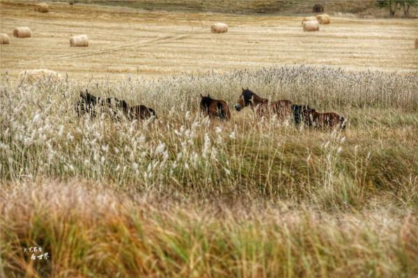 我為何會建議在秋天去呼倫貝爾大草原看看？因為它會變成一幅油畫