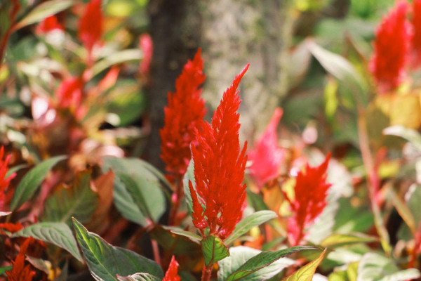 6種植物,長得特像小動物,惟妙惟肖又好養 6種植物,長得特像小動物,惟妙惟肖又好養