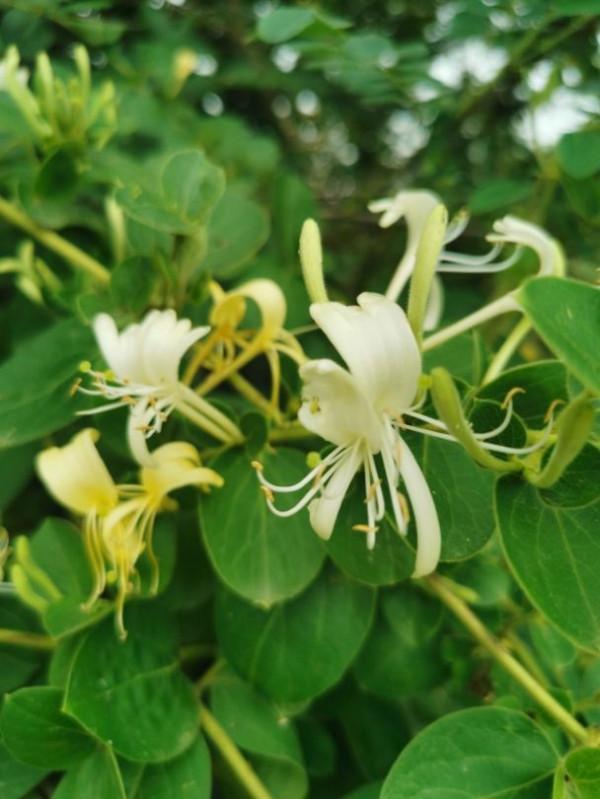 8種“安全花”，家裡有老人孩子孕婦都能養，反而清新養人