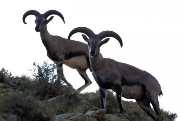 國寶級野生動物，你見過幾個？