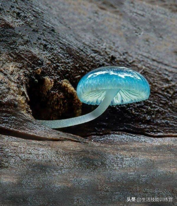 35張圖片帶我們領略大自然的狂野和美麗 35張圖片帶我們領略大自然的狂野和美麗