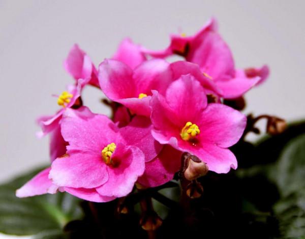 非洲紫羅蘭～永恆的愛