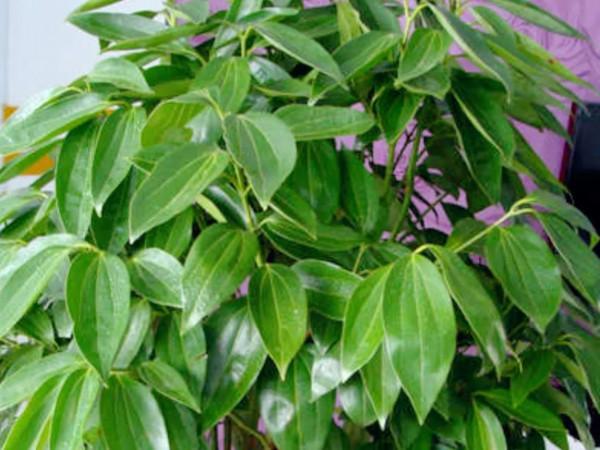 哪些花和樹是花商給起的名？個個好聽，但也有較隱蔽的“欺騙性”