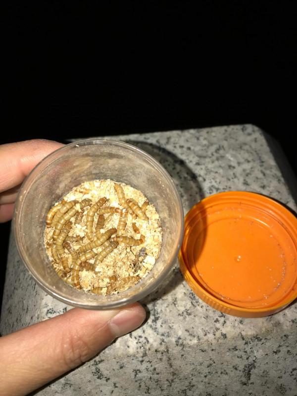 分享一下我釣邕江藍刀的方法和裝備