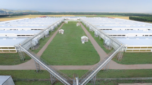 城裡人吃的雞蛋從哪裡來？每天產出240萬枚雞蛋的工廠瞭解一下