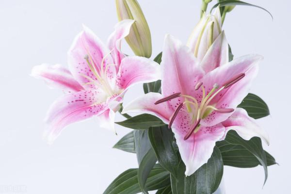 開在冬季裡的花有哪些? 開在冬季裡的花有哪些?