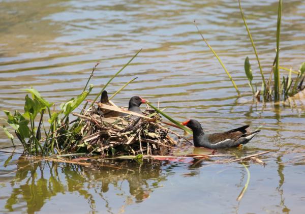 科普 | 似雞非雞的秧雞——黑水雞與骨頂雞 科普 | 似雞非雞的秧雞——黑水雞與骨頂雞