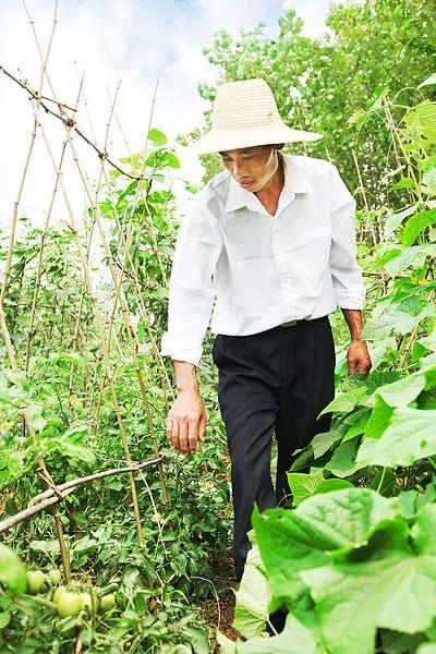 蔬菜發生病蟲害別打農藥，這3種土方法比用藥效果好