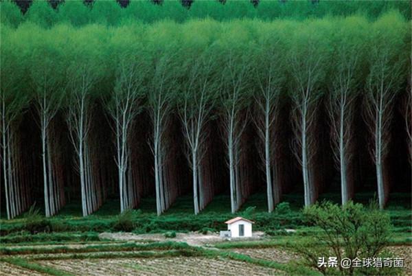 35張“活久見”的完美圖片，強迫症瞬間被治癒了