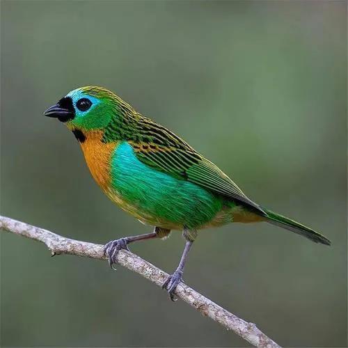 唐加拉雀集合，30只小小鳥