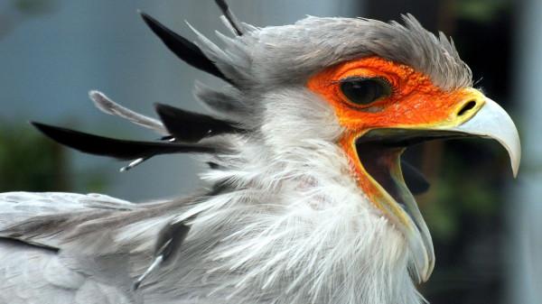 毒蛇殺手“秘書鳥”，外表高貴優雅，實則兇狠冷酷，把毒蛇當玩具