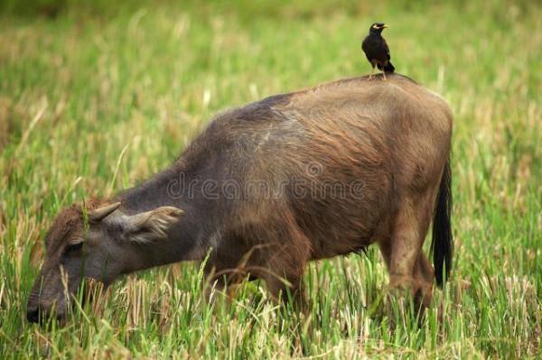 我對農村有感情等我老了 回農村養老 我對農村有感情等我老了 回農村養老