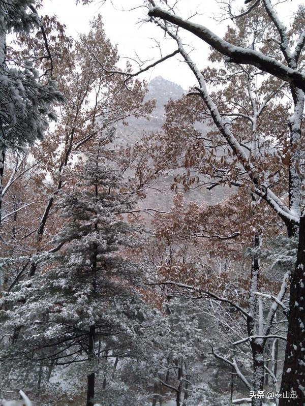 驢行泰山之初雪獨行