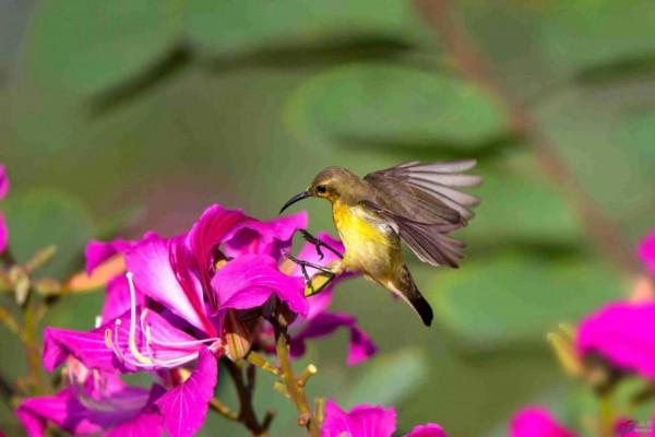 分享圖片一紫喉花蜜鳥 特別罕見珍貴的小鳥
