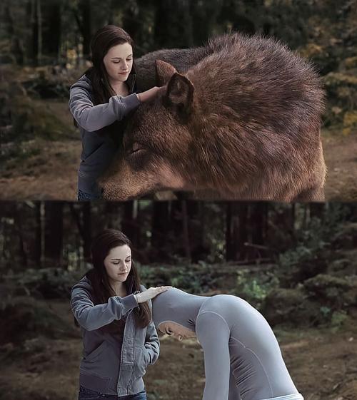 《當家主母》虐貓？這些影視劇的動物們也很慘，有些甚至立過功