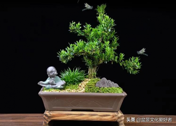 黃楊開花有“三不利” 黃楊開花有“三不利”