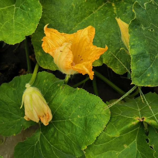 茄子花,豇豆花,爬豆花,豇豆花,還有田地裡的農作物和蝦蟹田 茄子花,豇豆花,爬豆花,豇豆花,還有田地裡的農作物和蝦蟹田