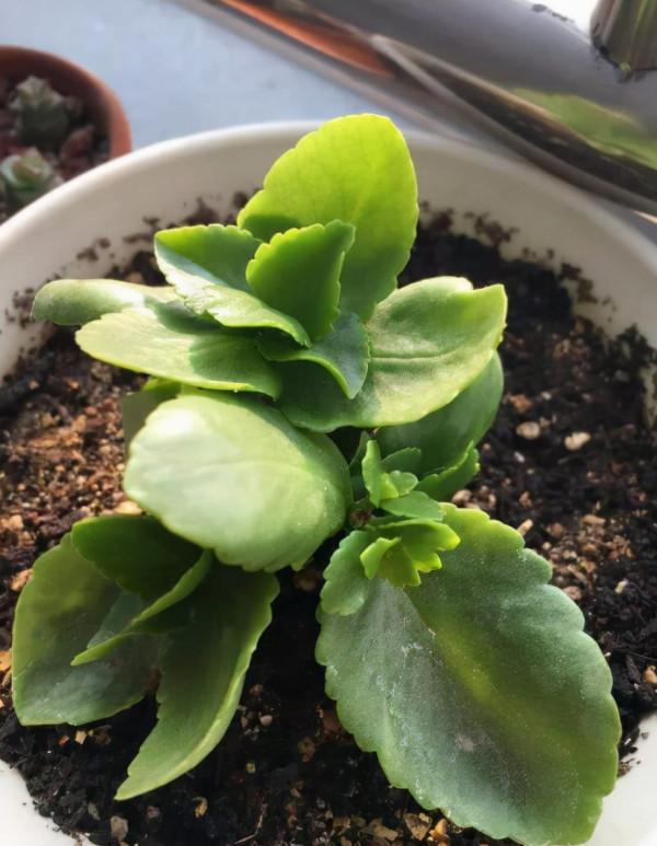 長壽花沒長花苞，能不能剪？別剪，放個“大招”就可以了