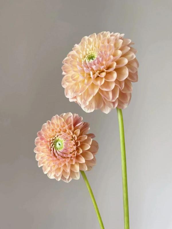 植庫‖豐富多彩的大麗花竟被冠為慘案之名？