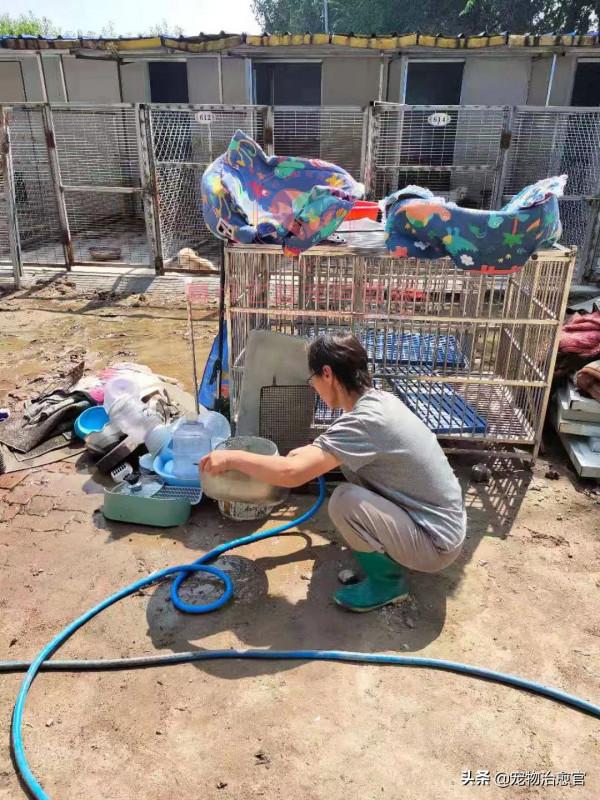 救助人故事2：曾經的北京大妞，現在近300只流浪狗的媽媽