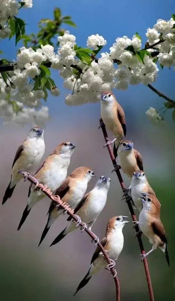 分享圖片——鳥戀花 兒