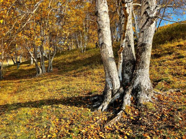 每天凌晨4點起床,只為拍攝烏蘭布統每年僅有15天的絕美秋景 每天凌晨4點起床,只為拍攝烏蘭布統每年僅有15天的絕美秋景
