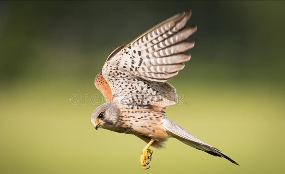 東江攬勝:收集常見鳥類圖譜之猛禽篇,攝鳥人自留地,建議收藏 東江攬勝:收集常見鳥類圖譜之猛禽篇,攝鳥人自留地,建議收藏