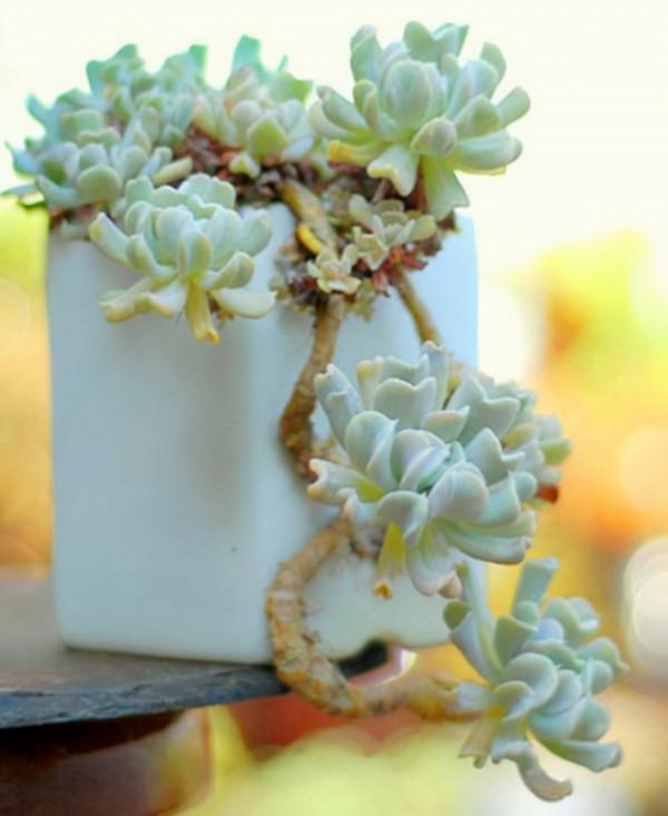 多肉品種24：五種奇怪的多肉植物，特玉蓮造型奇特，春萌有點眼盲