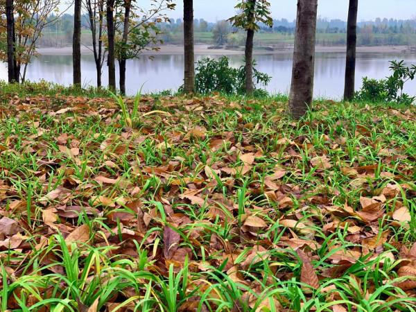 西高新絲路科學城國際社群,絕美風景,秋日勝春朝 西高新絲路科學城國際社群,絕美風景,秋日勝春朝