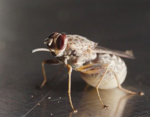 蚊子扛大炮~“采采蠅”的莫林斯57毫米6磅炮
