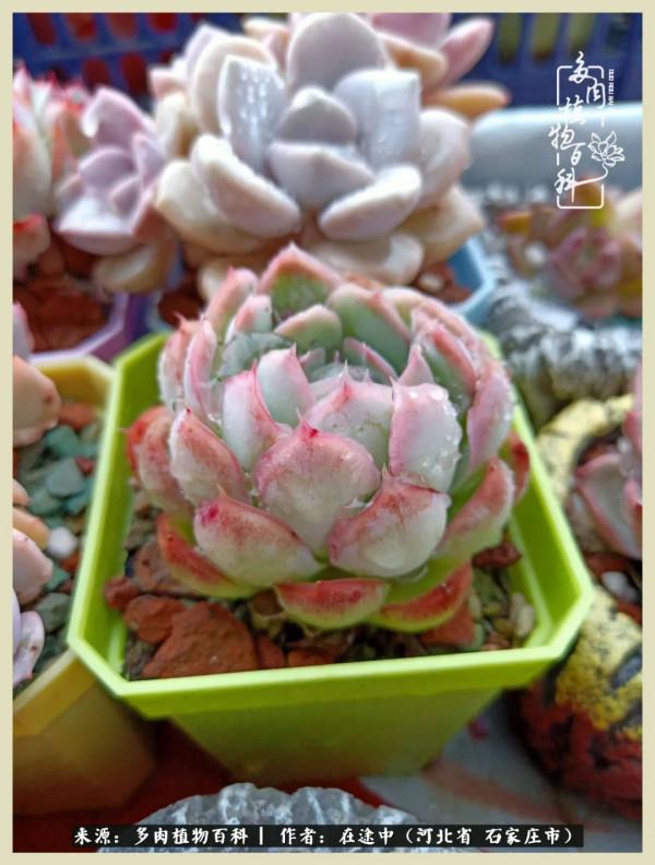 落葉知秋,願你安好 落葉知秋,願你安好