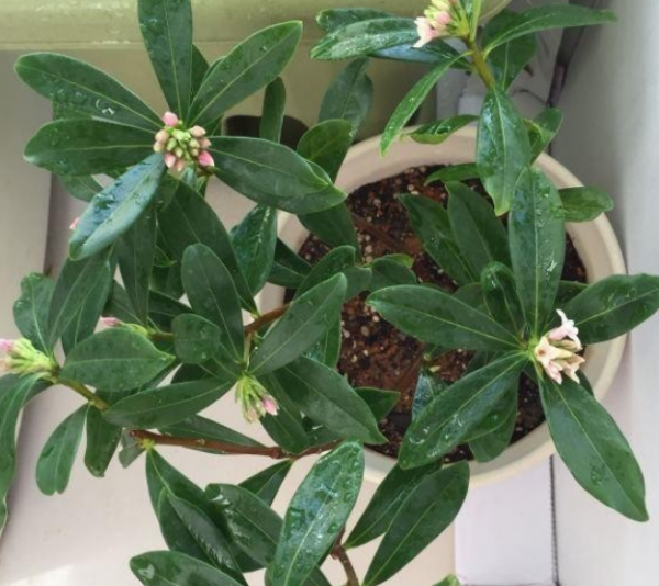 陽臺盆栽養花選這4樣，便宜好活，開花又香又美，時間又長