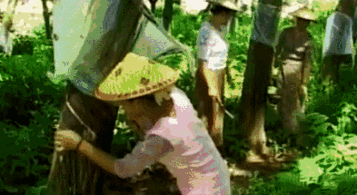 這是外國神樹?看看中國都曾引進過哪些?沒有對比就沒有傷害 這是外國神樹?看看中國都曾引進過哪些?沒有對比就沒有傷害